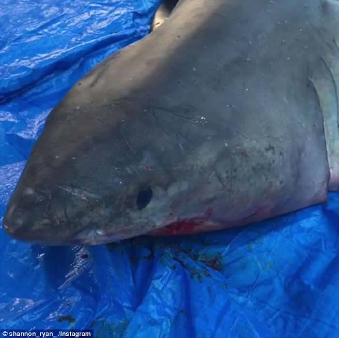 73岁澳洲渔夫捕鱼时突然有只大白鲨跳上他的船