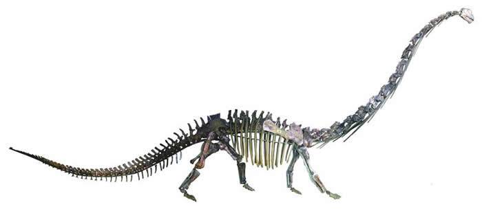 杨氏马门溪龙化石——中国首次发现有皮肤（印痕）化石的蜥脚类恐龙