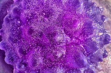 澳洲新南威尔斯州拜伦湾出现“紫色外星人”皇冠水母