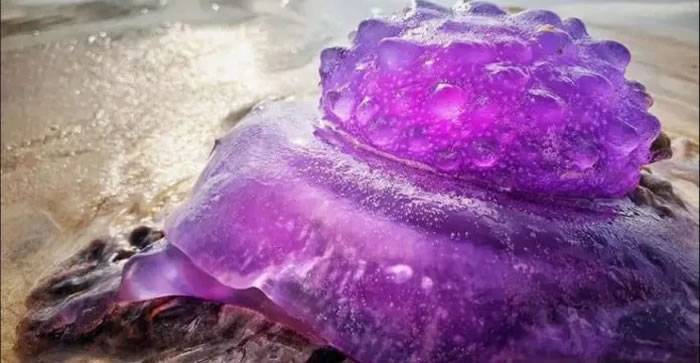 澳洲新南威尔斯州拜伦湾出现“紫色外星人”皇冠水母