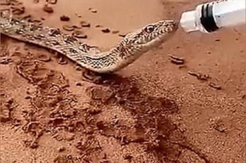 沙特阿拉伯沙漠大蛇口渴濒死 好心人针筒喂水救命