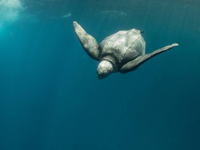 海里寻龟千百度──“海龟痴汉”苏淮的革龟观察笔记