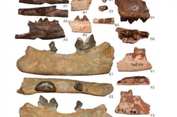 南亚猫科化石的新材料揭示中新世的生物区系格局