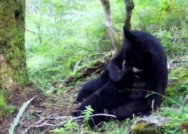 四川卧龙国家级自然保护区首次记录到亚洲黑熊哺乳的画面 温馨场面罕有曝光