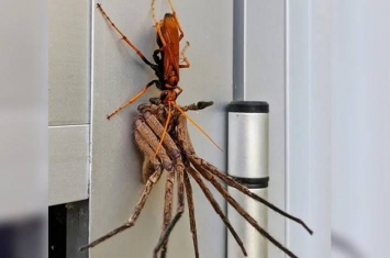 澳洲悉尼住宅橘色蜘蛛蜂捕食比它还大的猎人蛛