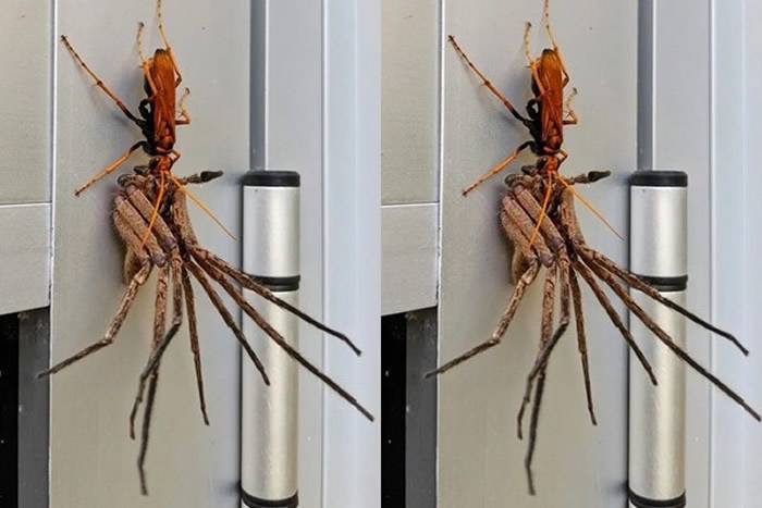澳洲悉尼住宅橘色蜘蛛蜂捕食比它还大的猎人蛛