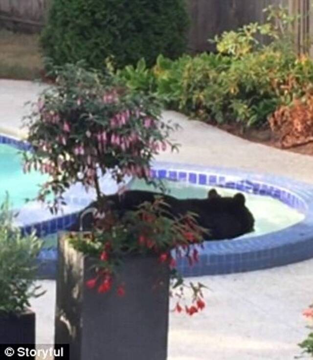 加拿大北温哥华男子听到家中后院有声响 查看发现黑熊竟然在泳池泡澡