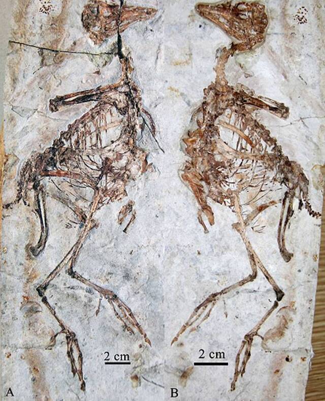 大兴安岭地区首次发现热河生物群鸟类化石新属种——呼伦贝尔兴安鸟