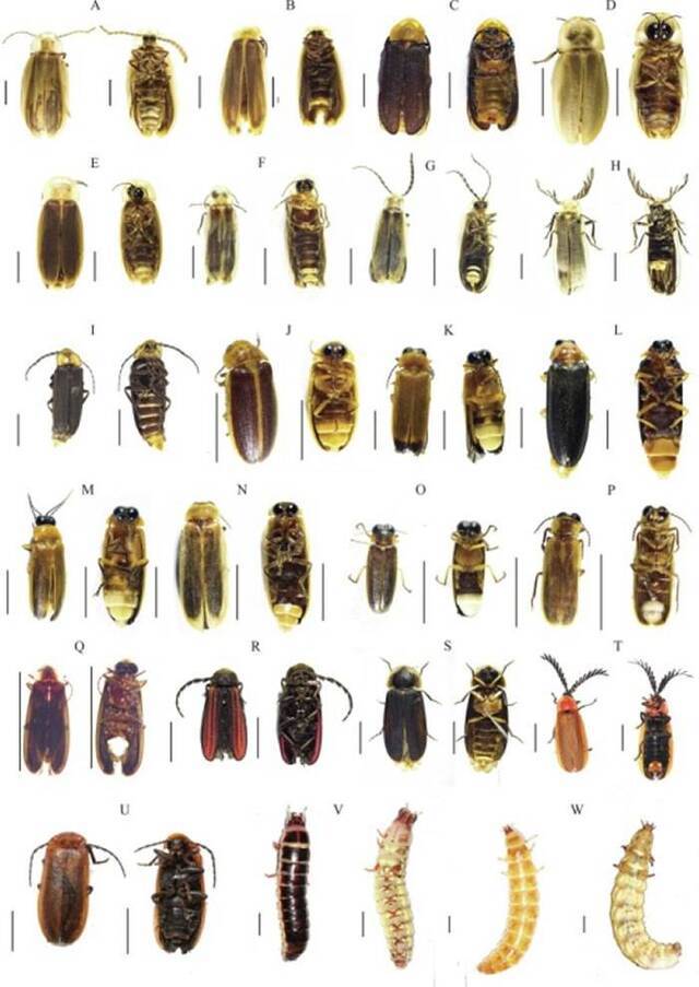 萤火虫及其成虫生物荧光的系统进化研究新进展
