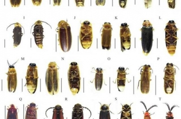萤火虫及其成虫生物荧光的系统进化研究新进展