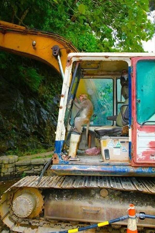 山中无老虎：台湾一只猴子坐在挖土机驾驶座上装模作样操作