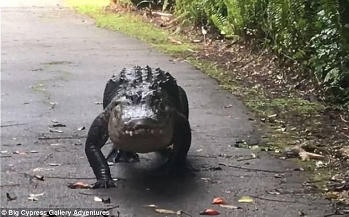 美国佛罗里达大赛普斯保育园区笨重鳄鱼王漫步找老婆累趴