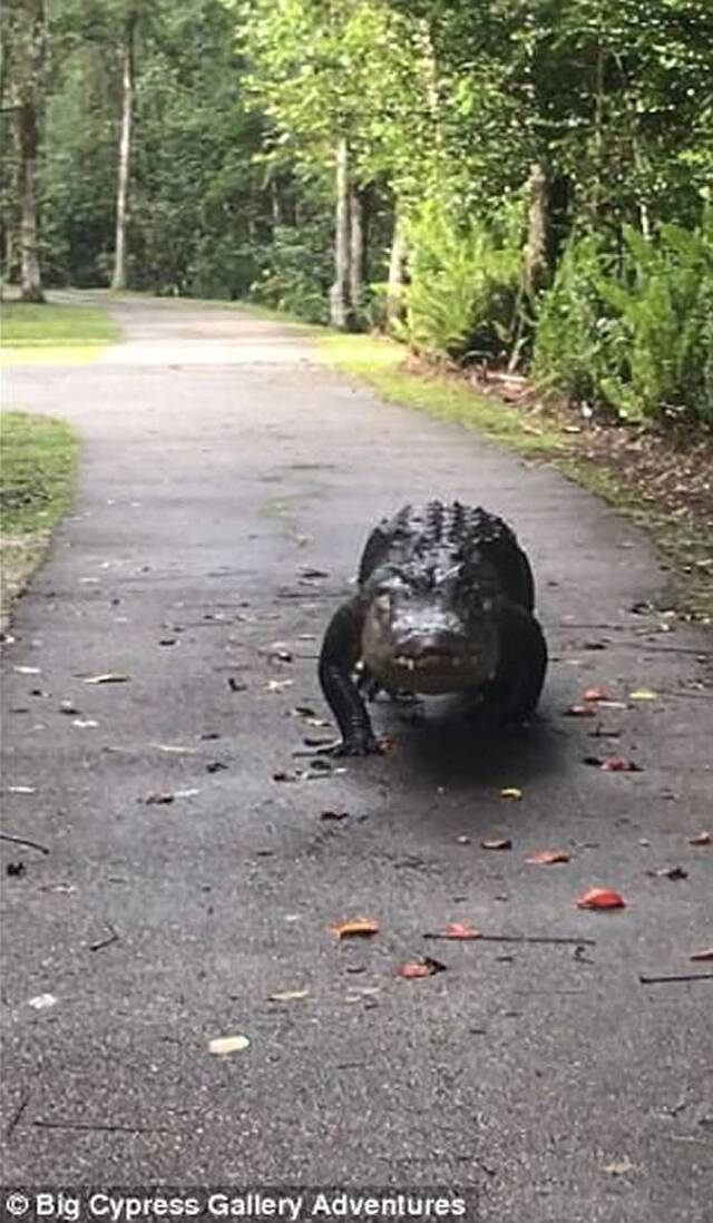 美国佛罗里达大赛普斯保育园区笨重鳄鱼王漫步找老婆累趴