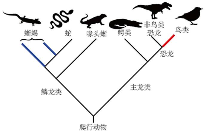 学术争鸣：琥珀中的“史上最小恐龙” 也许是史上最大乌龙