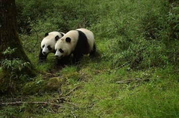 全球首次！四川卧龙牛头山拍到野生亚成体大熊猫双胞胎影片