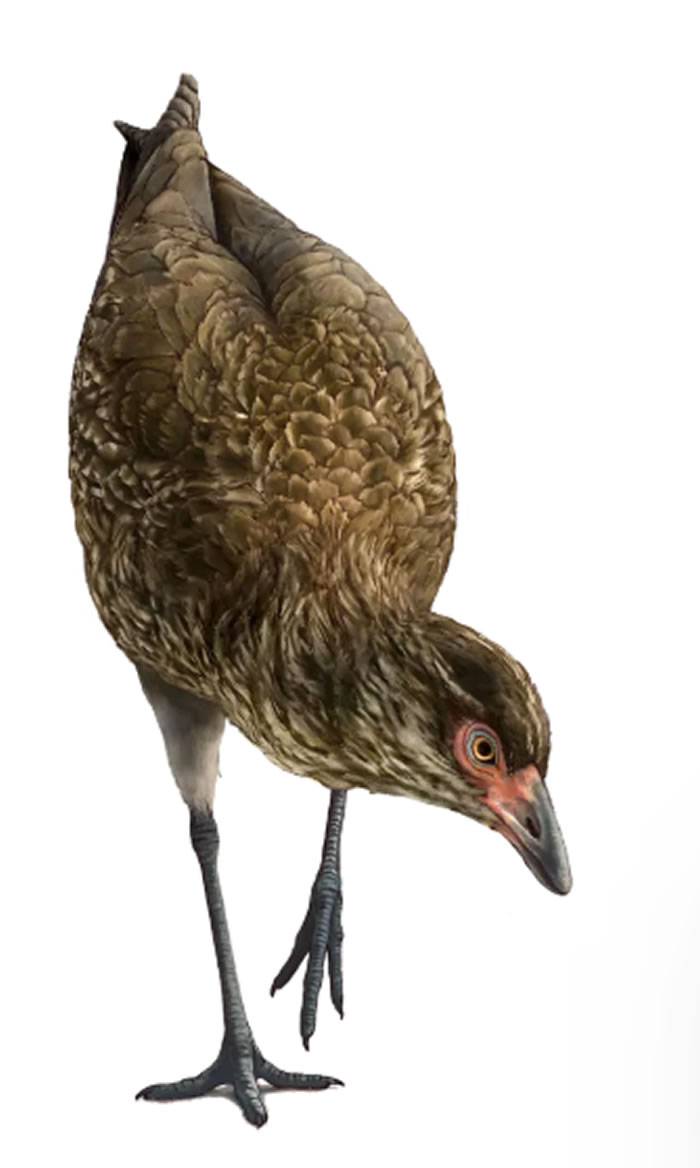 “神奇鸡”！发现迄今为止最古老的现代鸟类化石Asteriornis maastrichtensis
