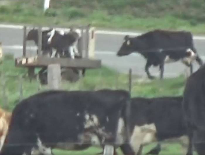 眼见孩子送上屠宰车 牧场里的母牛在后头狂追