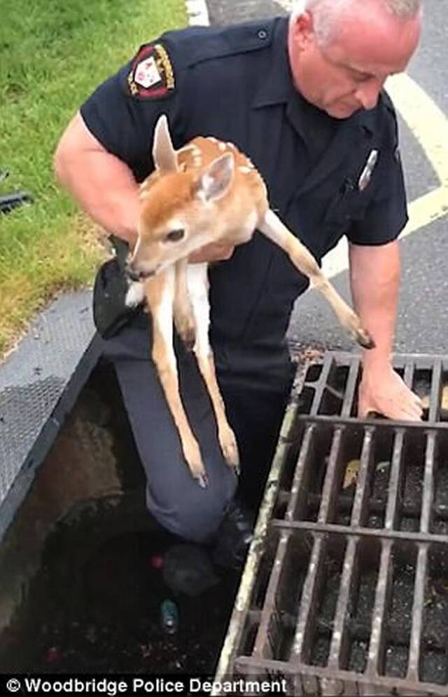 美国新泽西州小鹿掉进排水沟 警员二话不说跳进救出