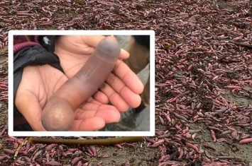 美国加州德瑞克海滩在暴风雨后出现数千只外形酷似阴茎的俗称为海肠的单环刺螠
