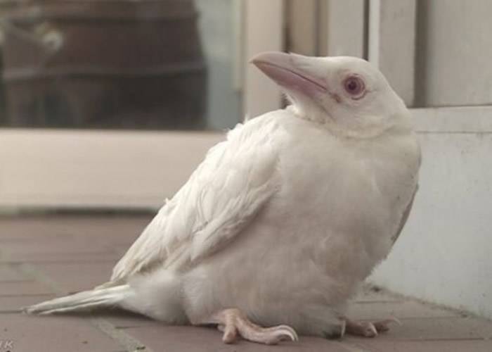 日本京都出现罕见白化乌鸦 居民以为是白鸽