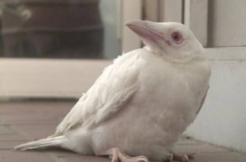 日本京都出现罕见白化乌鸦 居民以为是白鸽