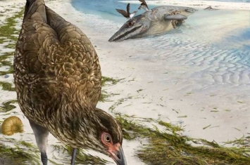 神奇鸡！欧洲6680万年前晚白垩世地层中发现迄今最古老现代鸟类头骨化石