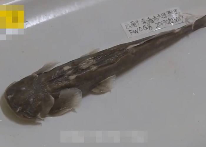 云南文山州发现新品种水生物（宽足锐眼蚌虫、后臀鮡） 最长已在地球上进化生活3.6亿年