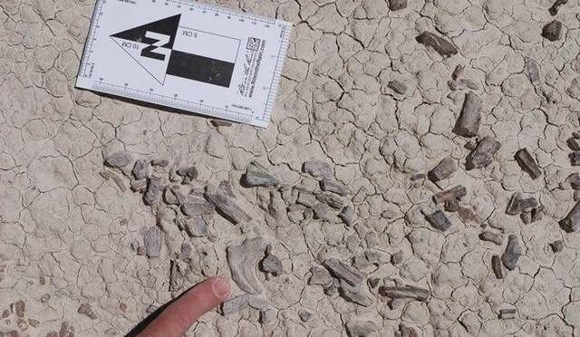美国新墨西哥州白垩纪地层发现最后的迅猛龙Dineobellator notohesperus