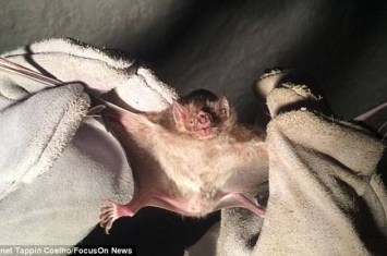 吸血蝙蝠入侵巴西城市咬人 40人染狂犬病