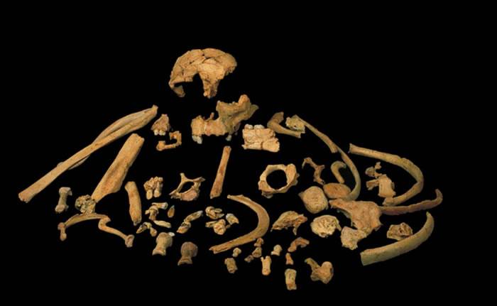 牙釉质研究显示先驱人与智人、尼安德特人和丹尼索瓦人最后的共同祖先关系紧密