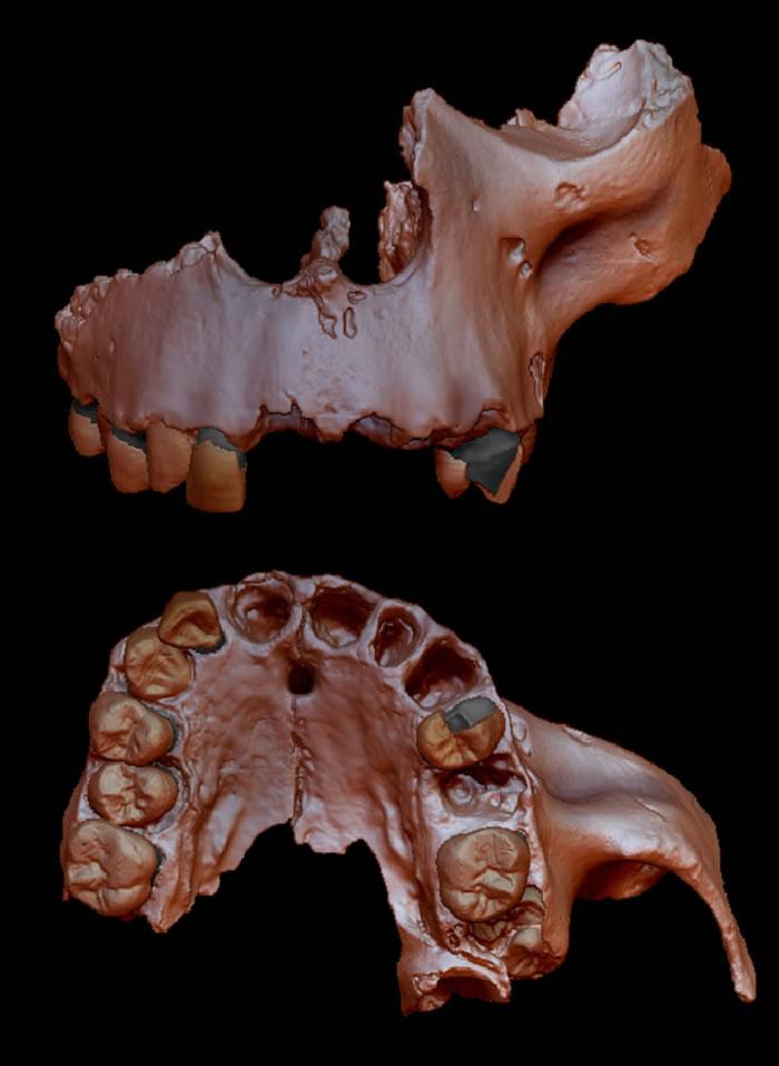牙釉质研究显示先驱人与智人、尼安德特人和丹尼索瓦人最后的共同祖先关系紧密