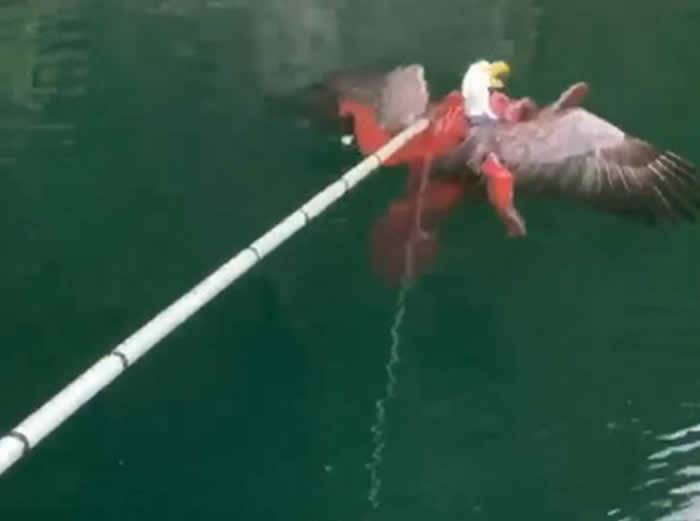 加拿大西海岸渔民在章鱼触须下救出秃头鹰