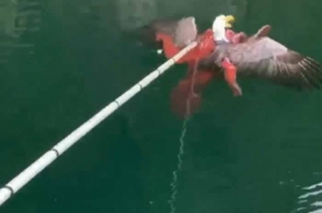 加拿大西海岸渔民在章鱼触须下救出秃头鹰