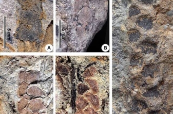 广西云南早泥盆世地层中发现同种工蕨类植物化石