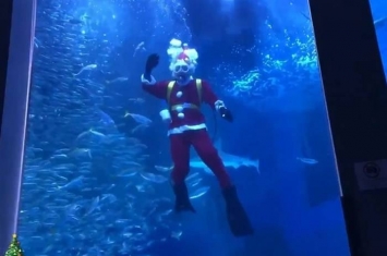 日本神奈川水族馆展开圣诞老人与5万条沙甸鱼及魟鱼共游活动