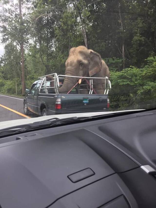 泰国野生大象“抢劫”载水果的货车