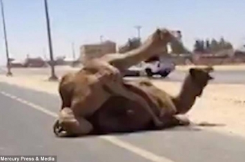 阿联酋迪拜高速公路上两只骆驼忘情交配 还大声爽快吼叫