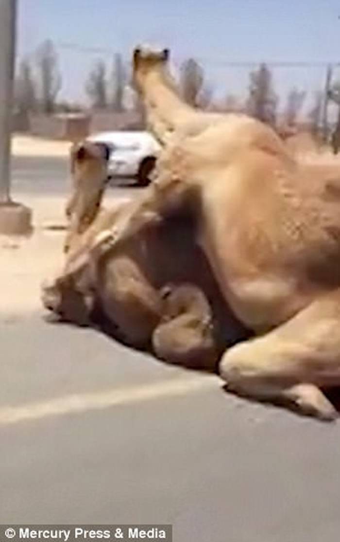 阿联酋迪拜高速公路上两只骆驼忘情交配 还大声爽快吼叫