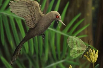 缅甸白垩纪琥珀中发现最小恐龙——宽娅眼齿鸟Oculudentavis khaungraae