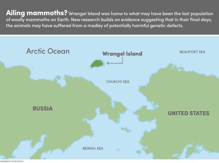 4000年前生活在西伯利亚弗兰格尔岛上的侏儒猛犸受到基因问题困扰 闻不到花朵的气味