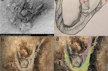 美国考古团队在法国西部出土的石器上发现5万年前尼安德特人制作的纤维细绳