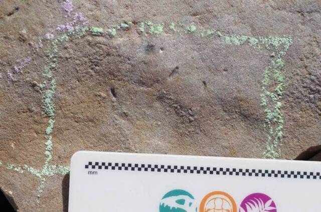 5.5亿年前这个豌豆形状的生物Ikaria wariootia可能是所有人类的祖先