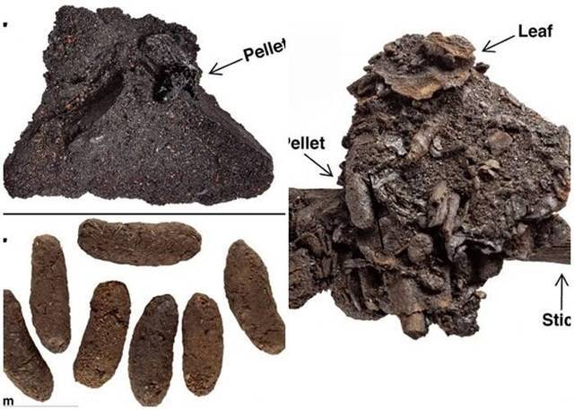 美国洛杉矶拉布瑞亚沥青化石坑发现数百颗5万年前的啮齿动物粪便化石