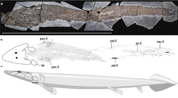 加拿大魁北克的埃斯屈米纳克地层迄今最完整的希望螈化石揭示早期“鱼指”