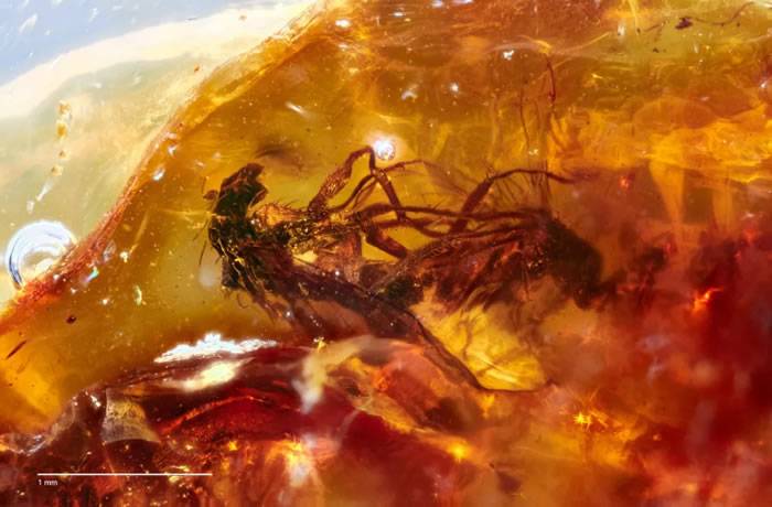 澳大利亚琥珀中发现数千万年前两只正在交配的苍蝇