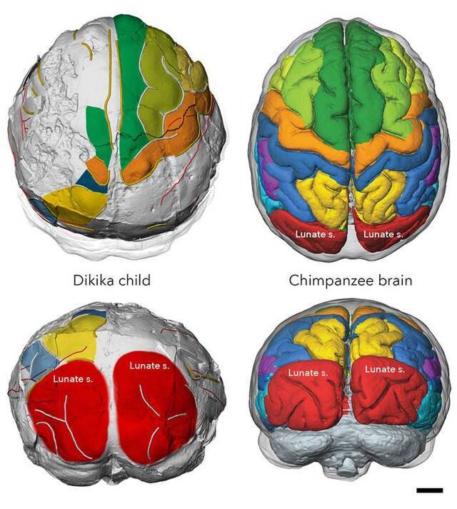 300万年前人类祖先阿法南方古猿大脑与类人猿相似 但却像人类大脑一样发育缓慢