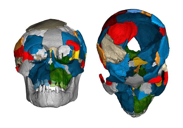 300万年前人类祖先阿法南方古猿大脑与类人猿相似 但却像人类大脑一样发育缓慢