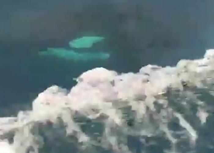 冰岛杀人鲸现身意大利西西里岛附近 长征5200公里创纪录