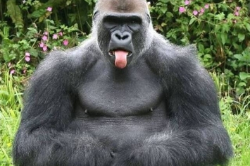 英国佩恩顿动物园大猩猩Kionda这次吐舌头耍赖又爆红 上次跳芭蕾舞