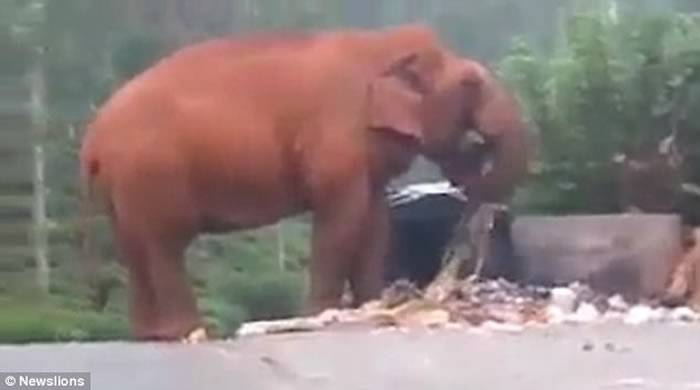 印度坦米尔纳杜邦140年来最严重旱灾 大象走到人类居住地翻垃圾堆找食物